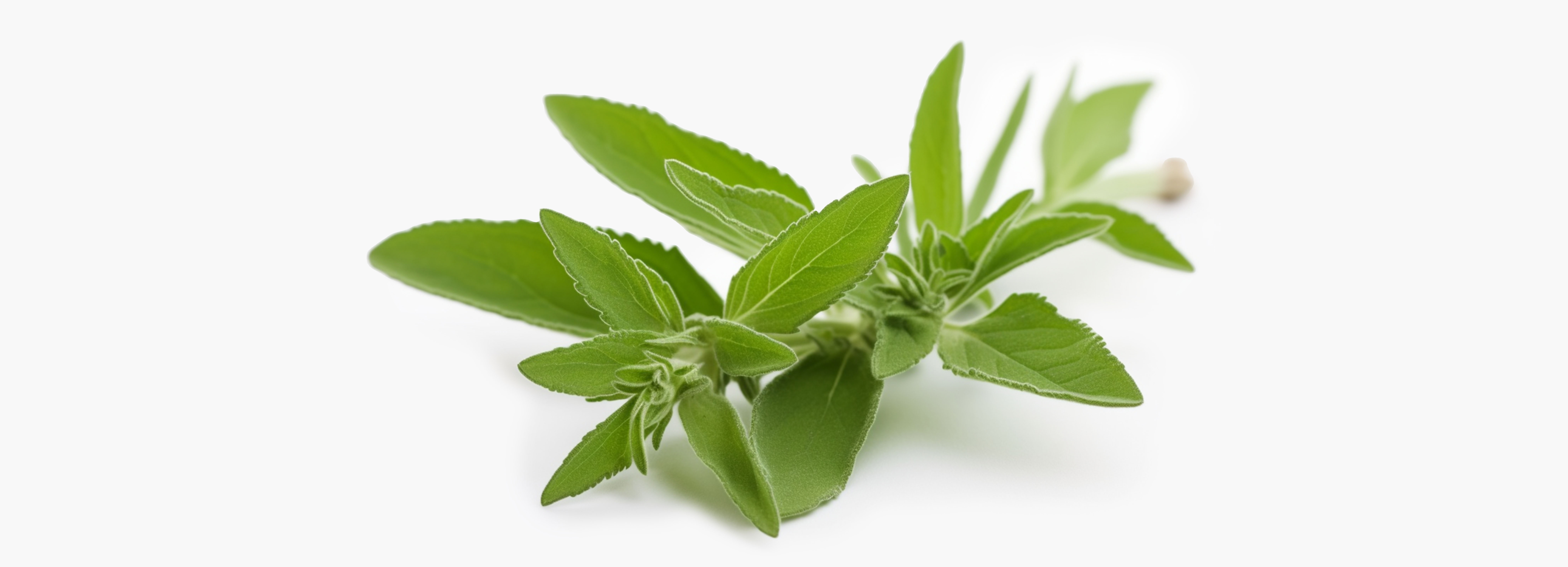 introducere stevia2